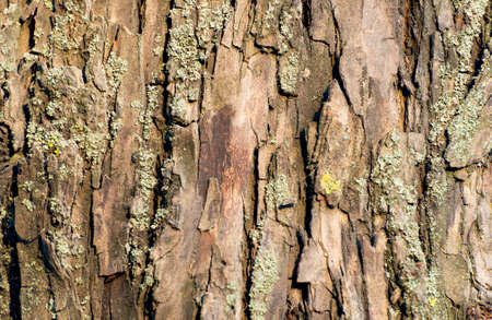 Bark wood texture background of old willowの写真素材