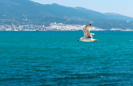 Big gull flying high over sea coastの写真素材