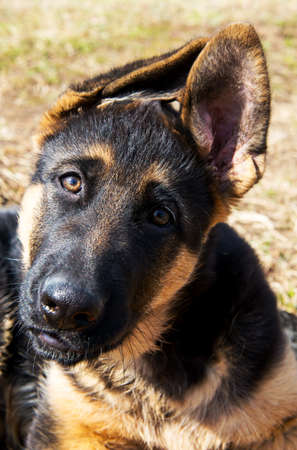 German shepherd puppyの写真素材