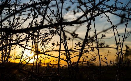 Sunset through the grassの写真素材