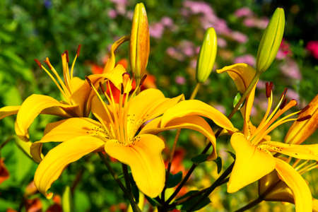 Orange lily in the gardenの写真素材