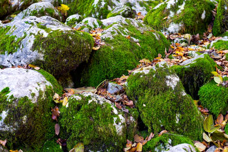 Moss rock wall background. The green moss grows on stonesの写真素材