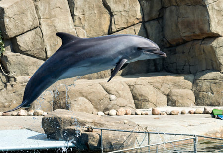 single jumping bottlenose dolphin on rock background