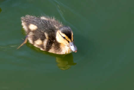 Mallard duckling swimming across lake. close upの写真素材