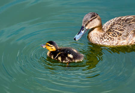 Mallard duckling swimming across lake. close upの写真素材