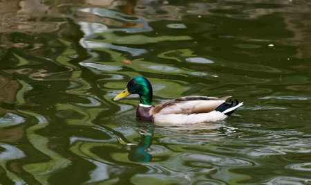 Amazing mallard duck swims in lake or river with blue water under sunlight landscapeの写真素材
