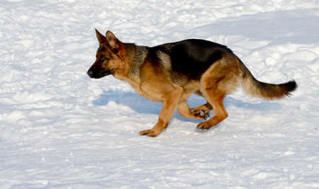 German shepherd running in the snowの写真素材