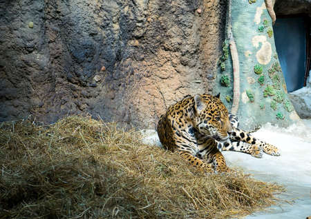 leopard walking in cage in moskow zooの写真素材