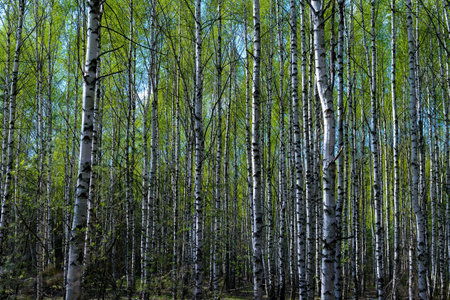 Natural background as birchwood. A bright sunny day