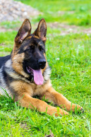 German shepherd puppy in the grassの写真素材
