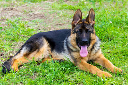 Dog german shepherd puppy in the grassの写真素材