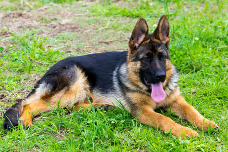 Dog german shepherd puppy in the grassの写真素材