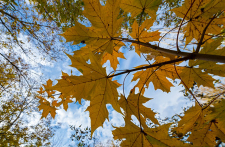 Branch with yellow leaves against the sunlight