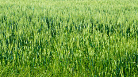 The field of young wheat. Background green grass.の写真素材