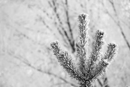 Bright sunny pine forest in the snow. Pine top in snow after frosty morningの写真素材