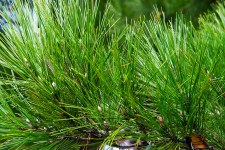 Pine branch on a green background. Beautiful concept with pine