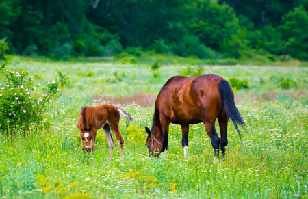 Horses in field at sunset sunriseの写真素材