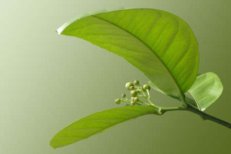 Blooming lemonの写真素材