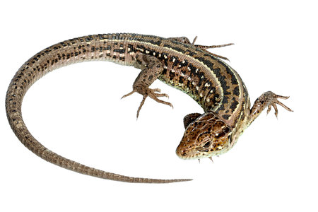 Involute Lizard