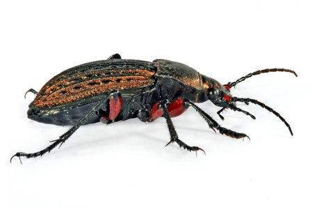 Bronze beetleの写真素材