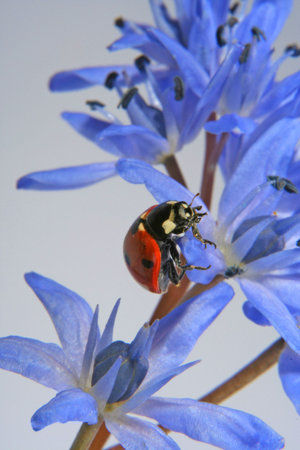 Ladybird and Blue Snowdropの写真素材