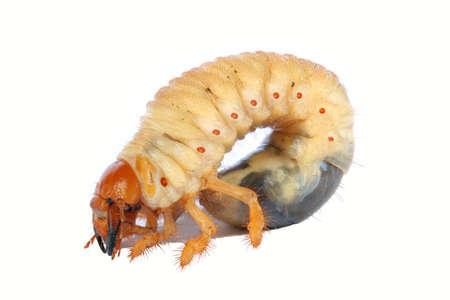 Cockchafer Larvaの写真素材