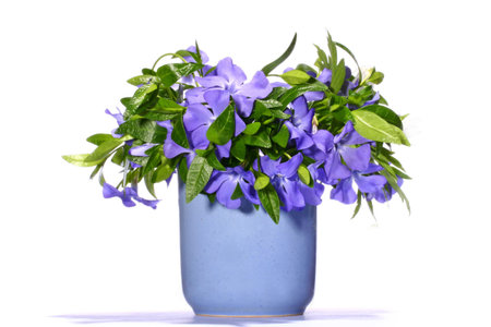 Periwinkle bouquetの写真素材