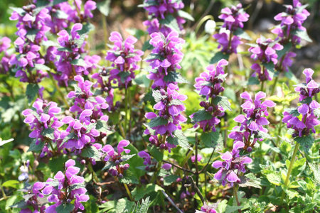 forest flowersの写真素材