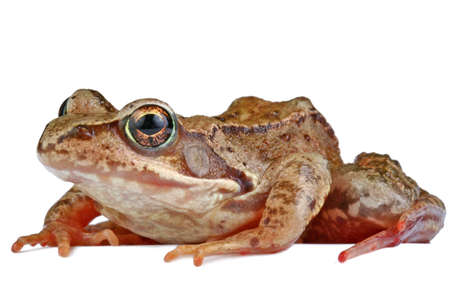 Goggle-eyed frogの写真素材