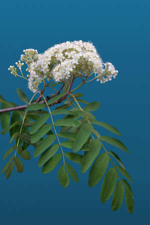 Mountain ash flowers against blue backgroundの写真素材