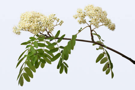 Mountain ash flowersの写真素材