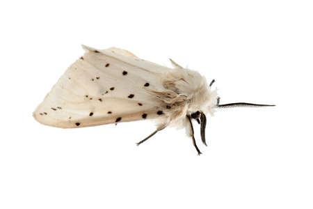 Night butterflyの写真素材