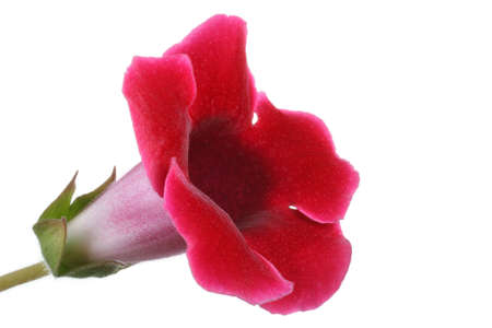 Gloxiniaの写真素材