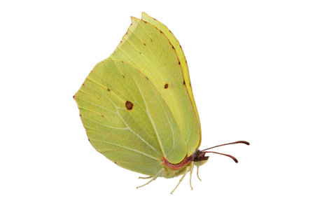 Yellow Butterflyの写真素材