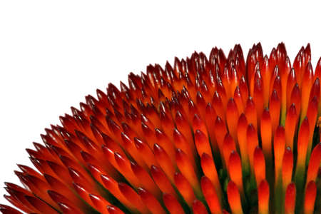 Echinacea (close-up)の写真素材