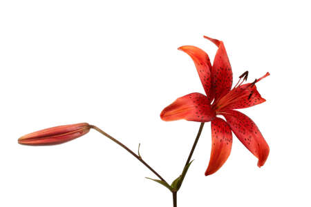 Red lilyの写真素材