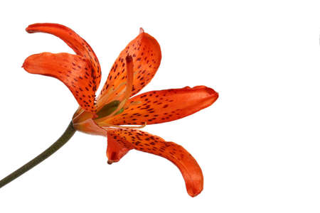 Orange lilyの写真素材