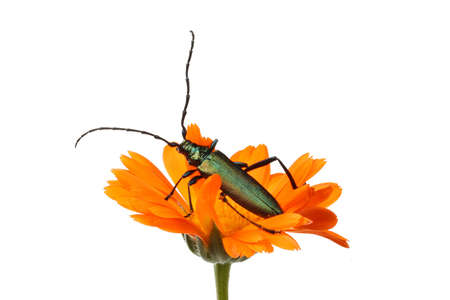 Green beetle on a flowerの写真素材