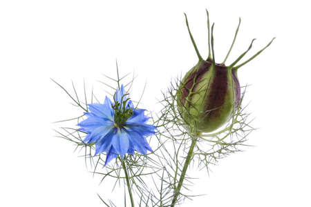 Blue flowers against white backgroundの写真素材