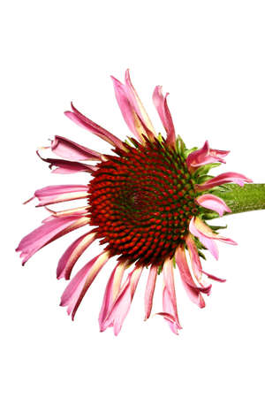 Echinacea against white backgroundの写真素材