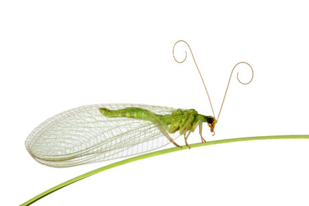 Green midge on a grassの写真素材