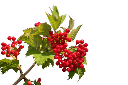 Snowball-Tree