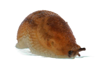 Slugの写真素材