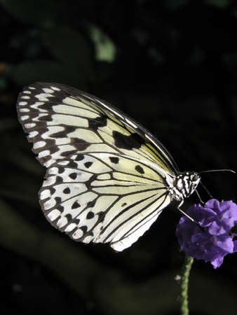 Butterfly-3の写真素材