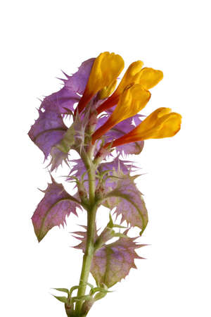 Cow-wheat against white backgroundの写真素材