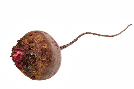 Red Beetの写真素材