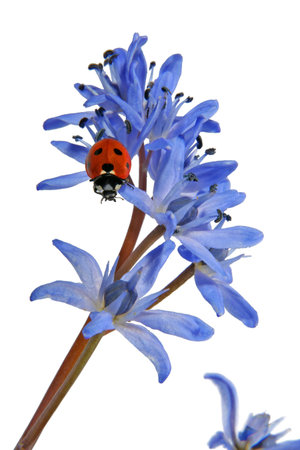 Ladybird on a Blue Snowdropの写真素材