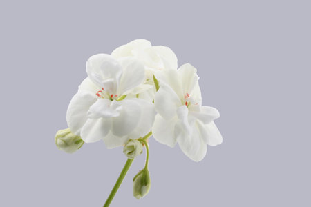 White Geraniumの写真素材
