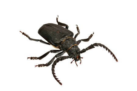 Close-up shot of a beetle isolated on white background