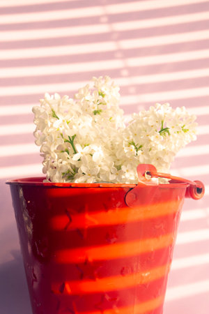 a white branch of fresh lilac in in a red little bucket. Summer bouquetの写真素材